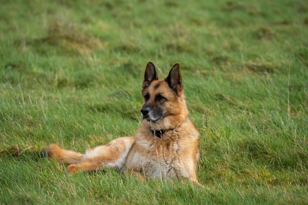 У немецких овчарок диагностируют болезни крови