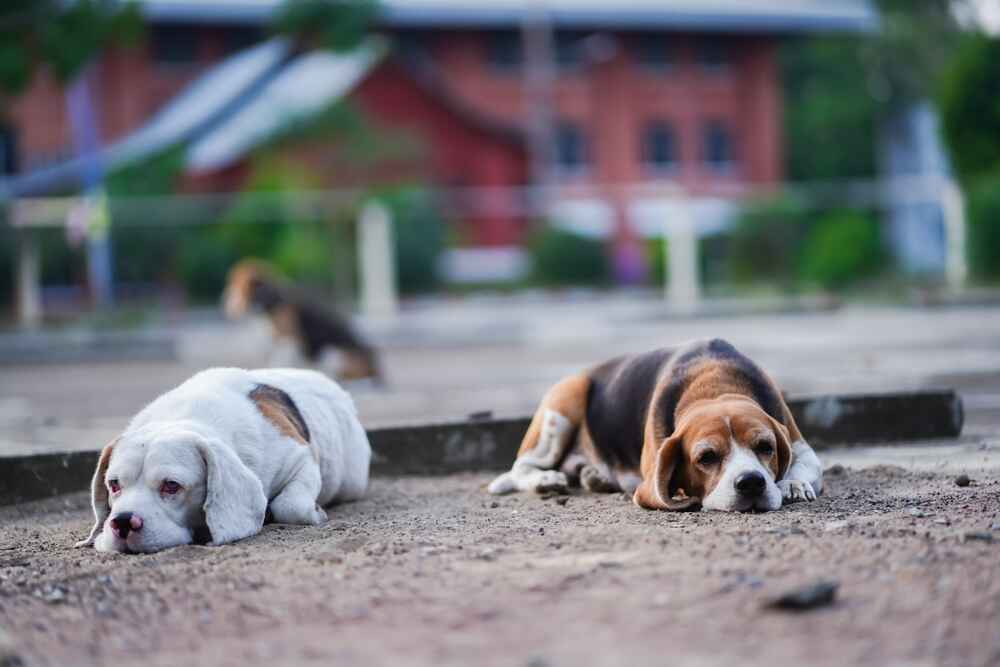 Меню для бигля нужно составлять, исходя из особенностей породы