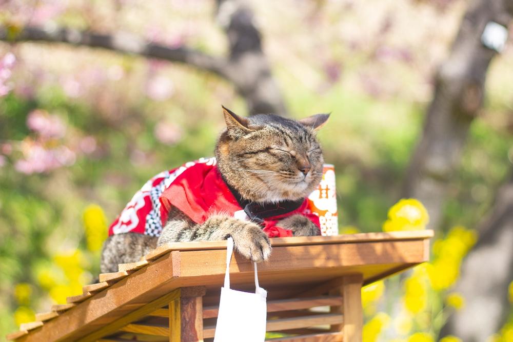 Японские имена для котов-мальчиков