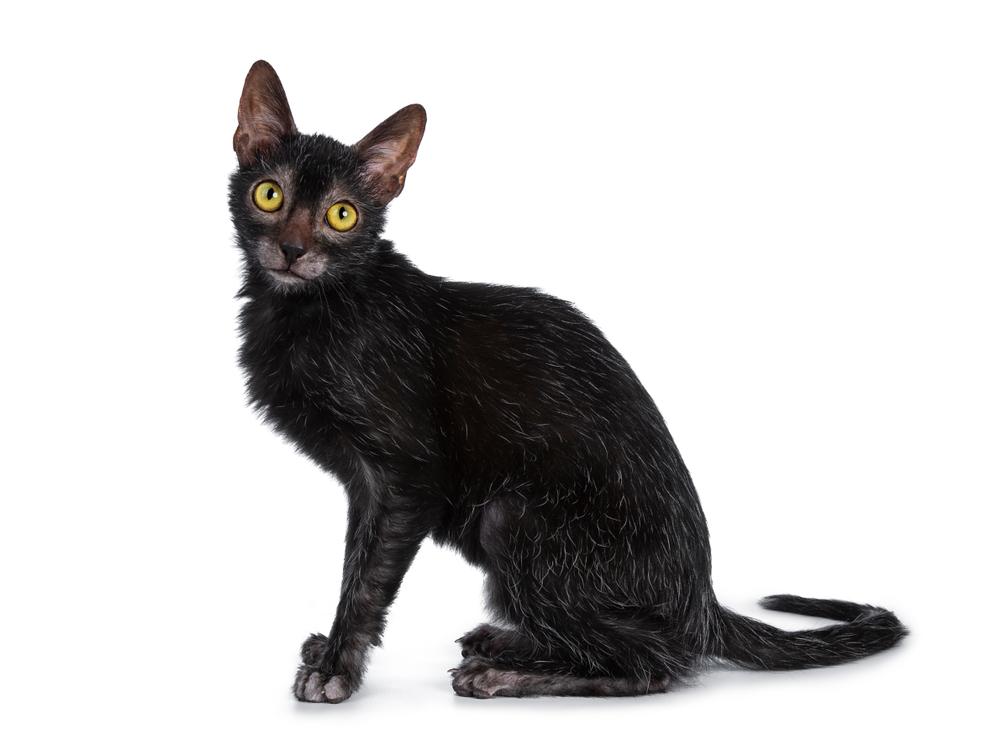 Гигиена ликоя