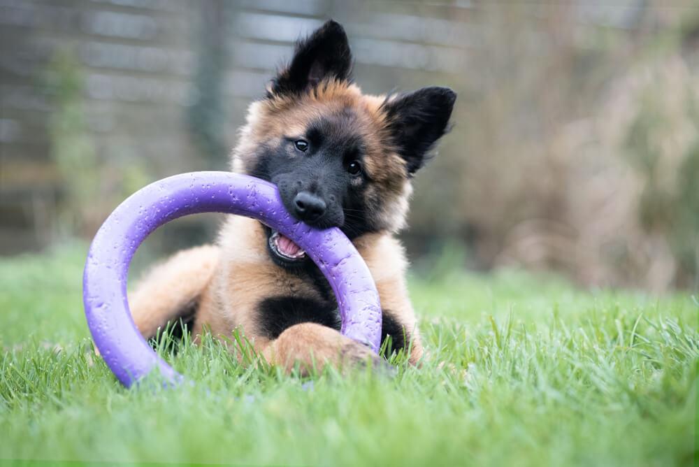 Тервюрен требует особого кормления