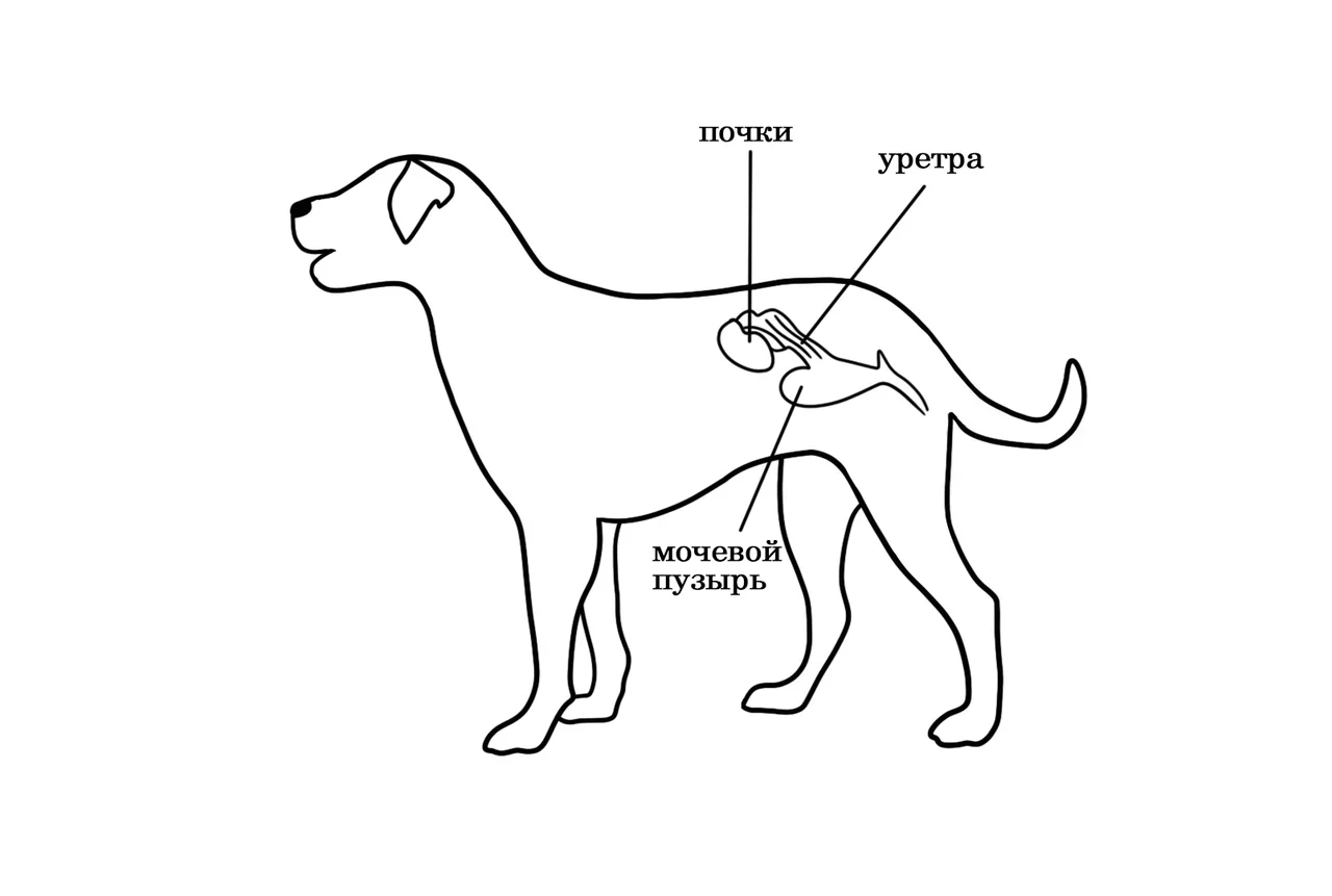 Мочеполовая система собаки