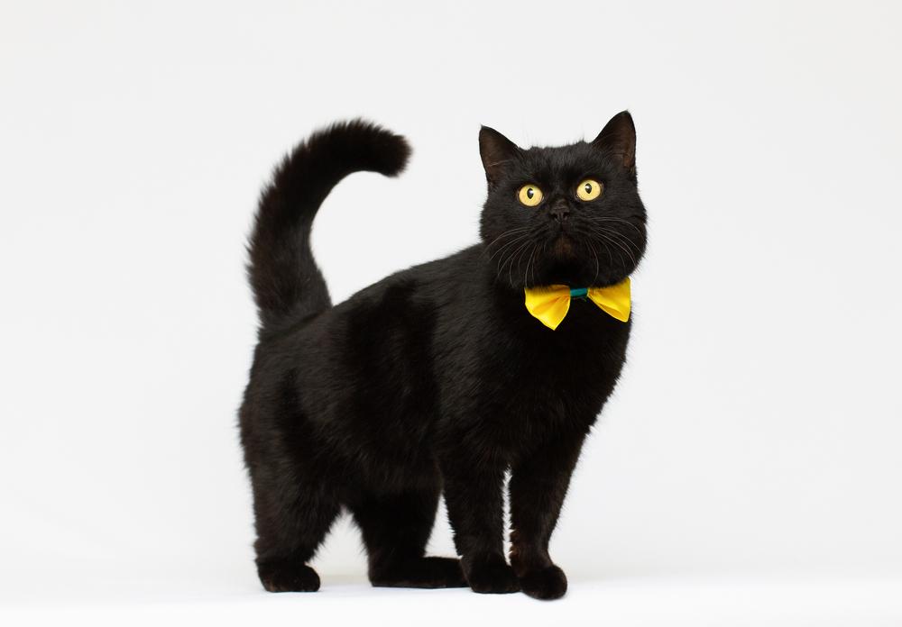 имена и клички для черных котов