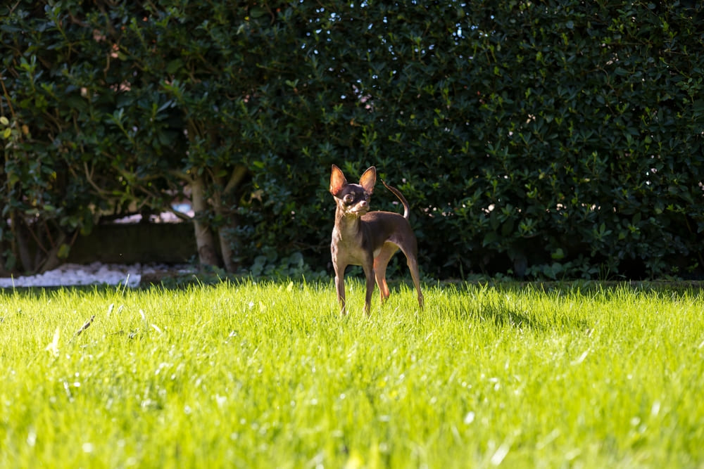 Той-терьеры могут участвовать в спортивных состязаниях