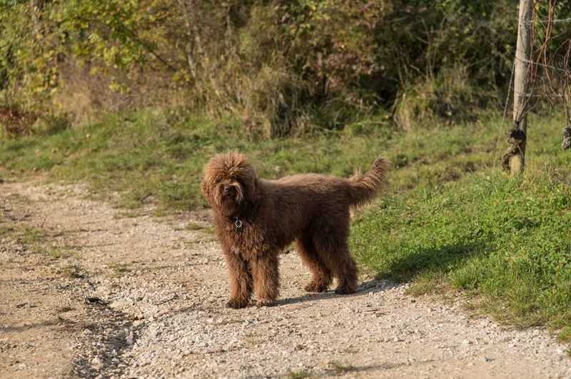 Барбет стоит