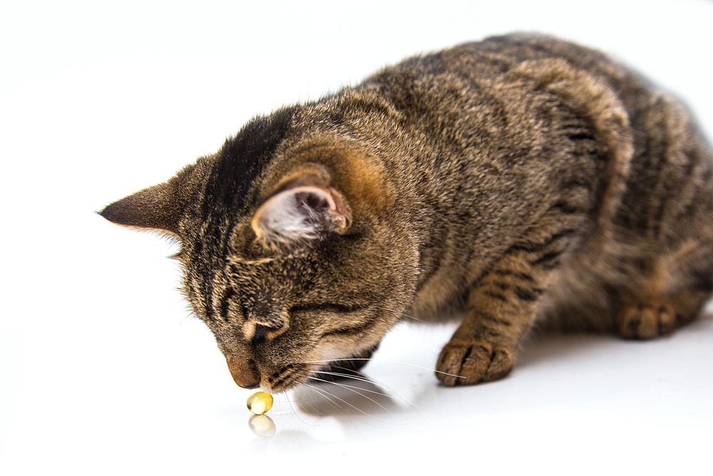 Лечение рахита у взрослых кошек