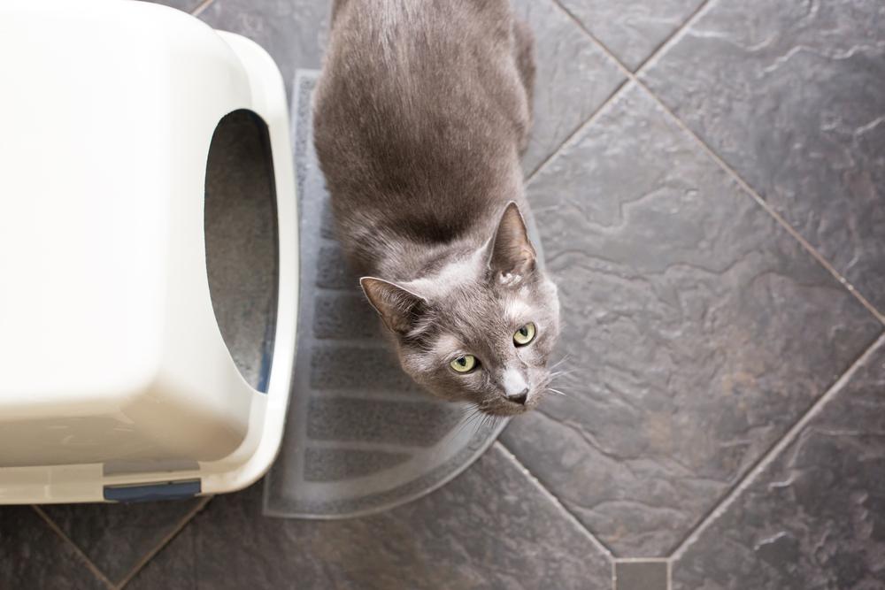 Минусы автоматических кошачьих туалетов