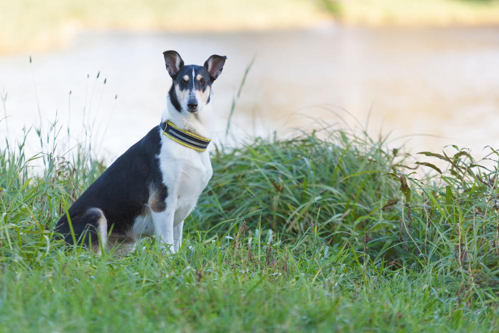 История происхождения короткошерстного колли