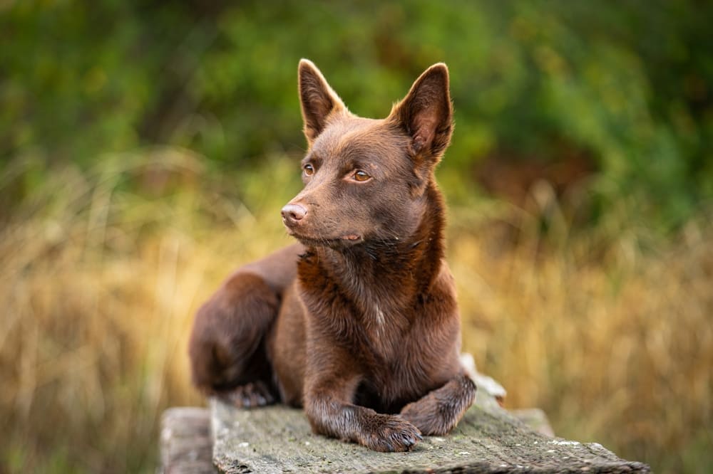 Келпи отличаются умом