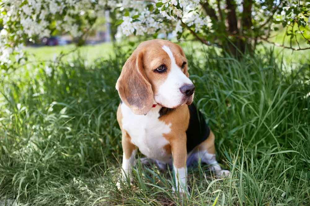 Фото взрослого бигля