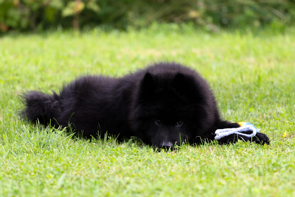 Евразиер нуждается в дрессировке
