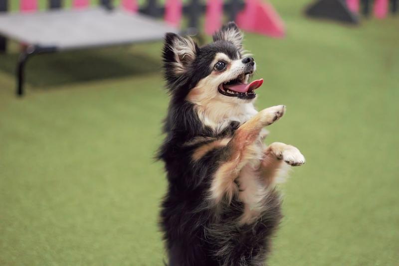 Вызывает ли чихуахуа аллергию?