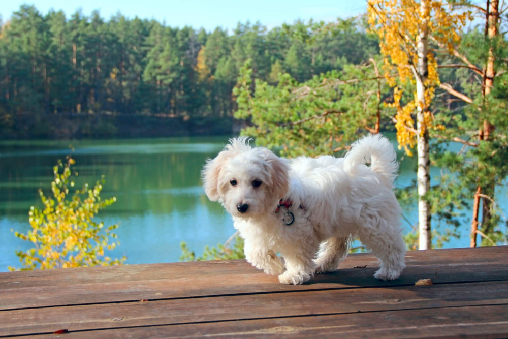 У мальтипу диагностируют болезни ЖКТ