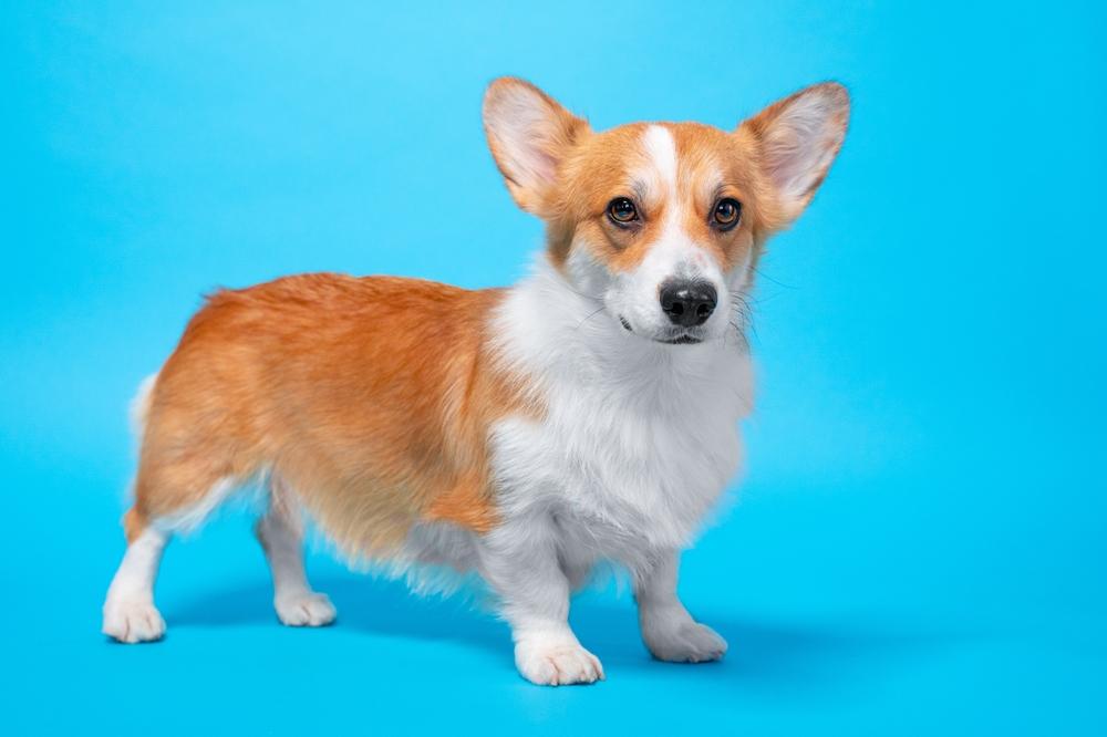 Внешность корги флаффи