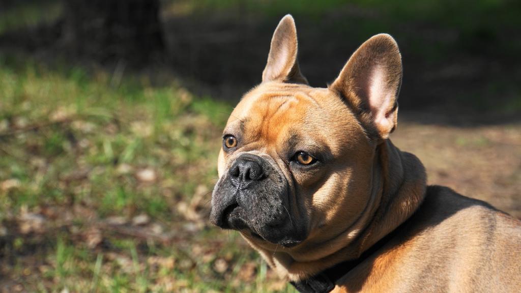 Брахицефальные собачьи породы: французский бульдог