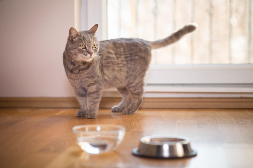 Кошка пьет из миски. Миска для кошек. Кот пьет воду. Кот пьющий воду из миски. Котенок не пьет что делать