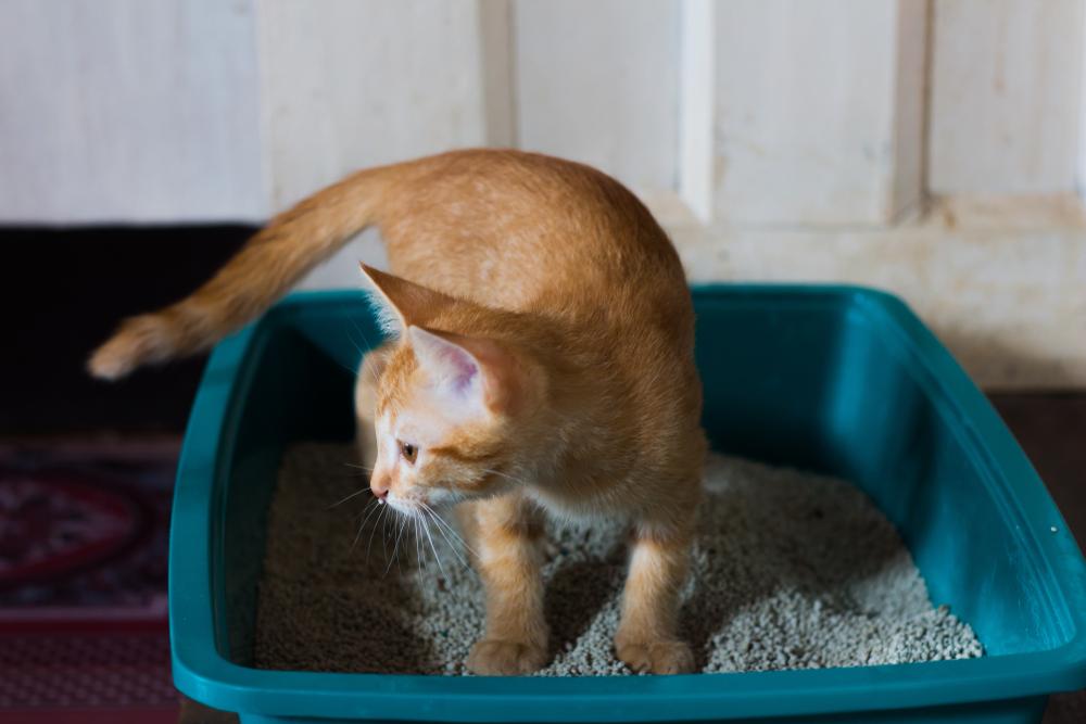Кот писает кровью причины. Китайская песочница кошка. Кошка ссыт в песочницу фото. День кошачьего лотка праздник.