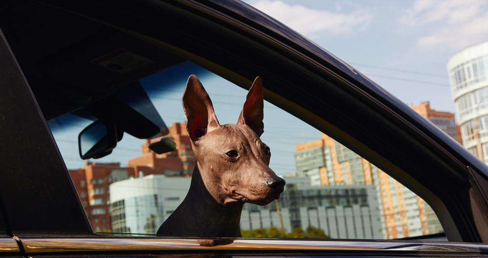 Содержание американского голого терьера 