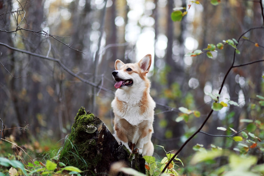 Владельцу важно следить за тем, сколько длится беременность у корги