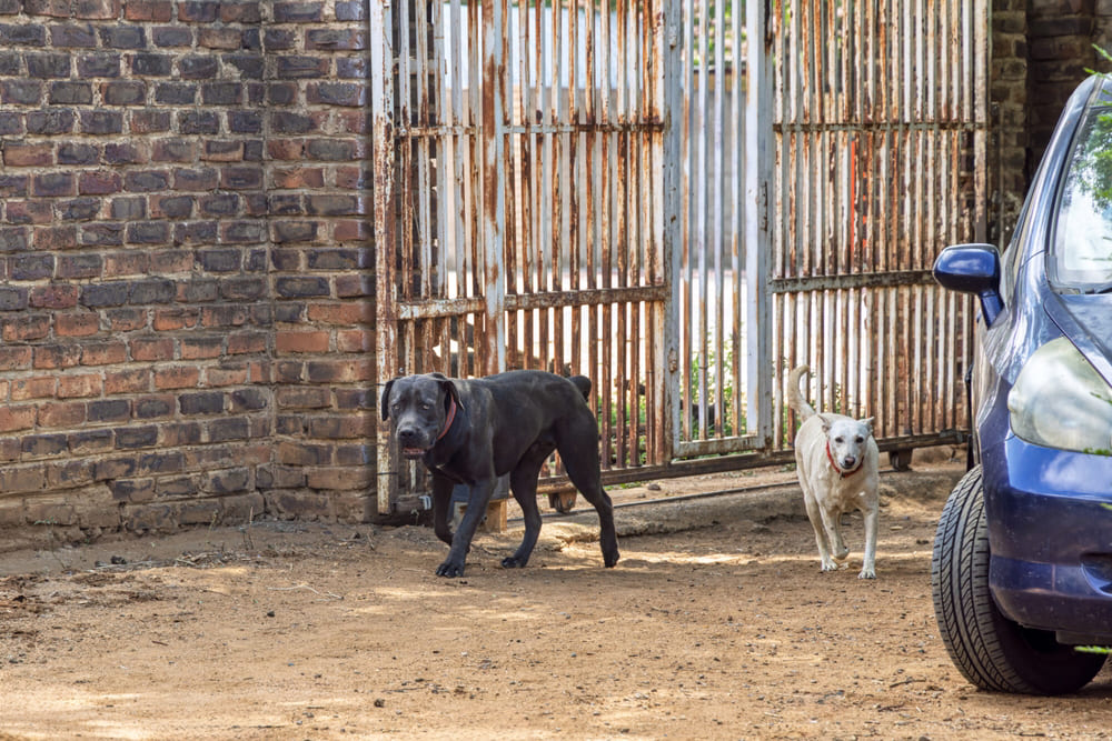 Бурбуль не доверяет незнакомцам