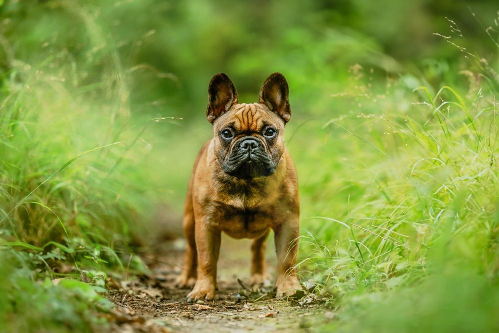 Какие бывают клички для французских бульдогов-девочек?