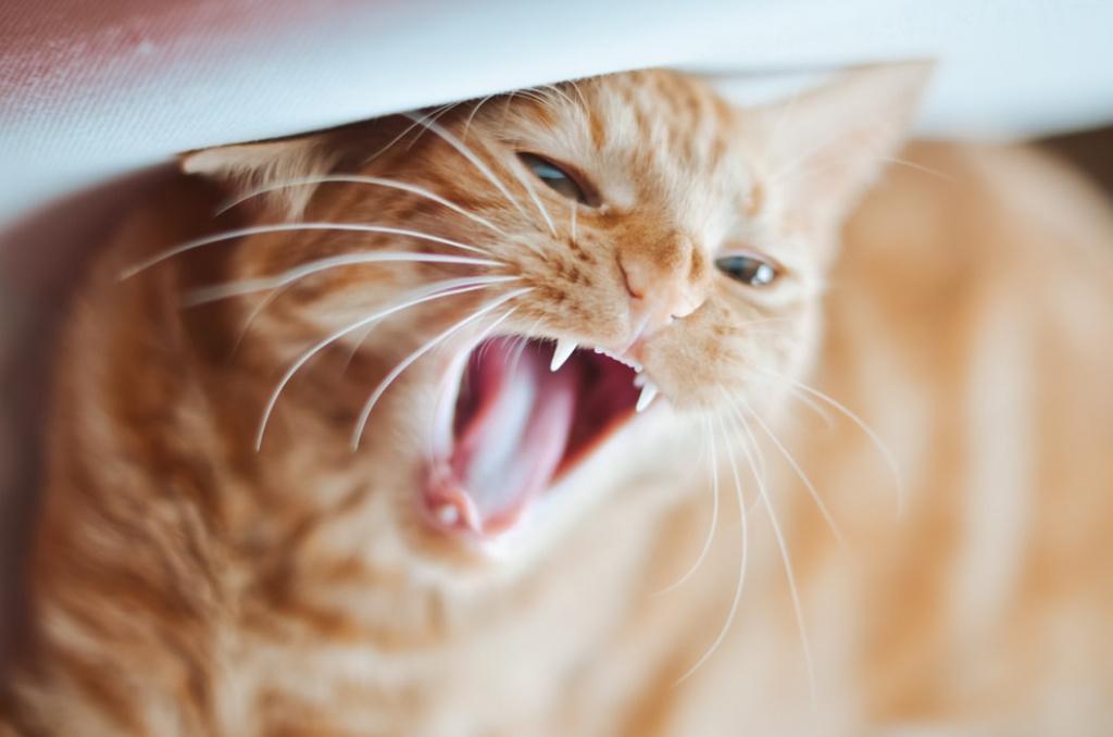 Диагностика стоматита у кошек