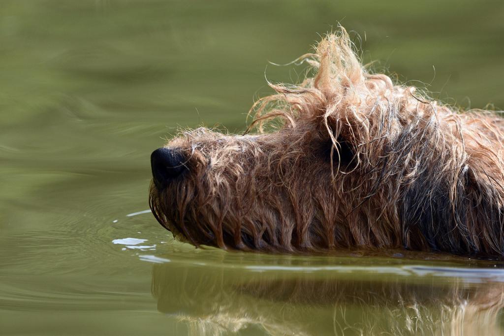 Нужно ли принуждать собаку к плаванию в водоемах, если она боится?
