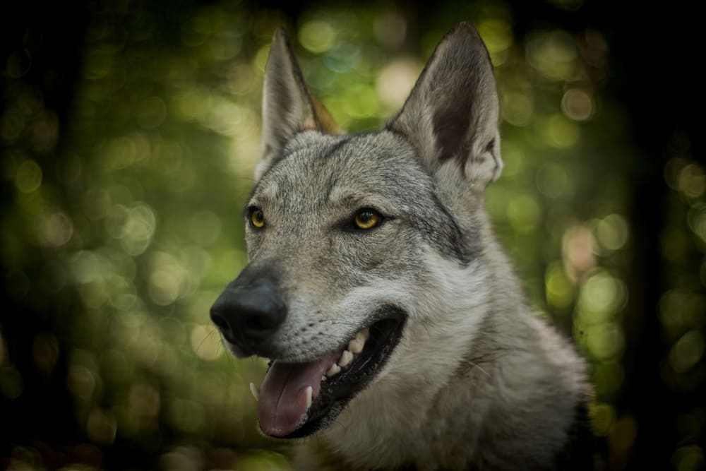 Это чехословацкая собака