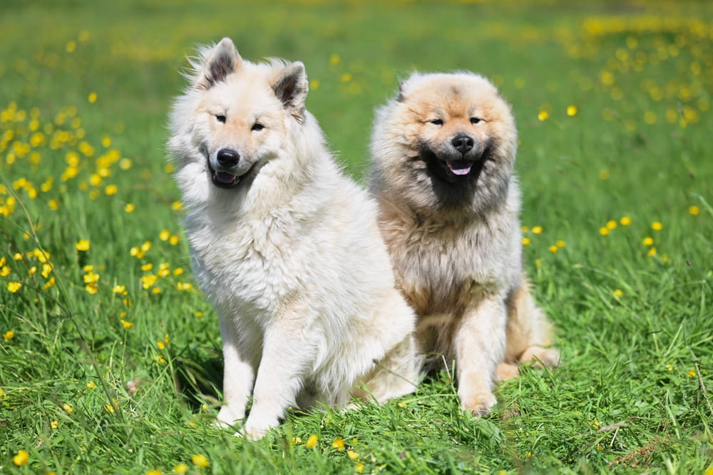 Два евразиера на траве