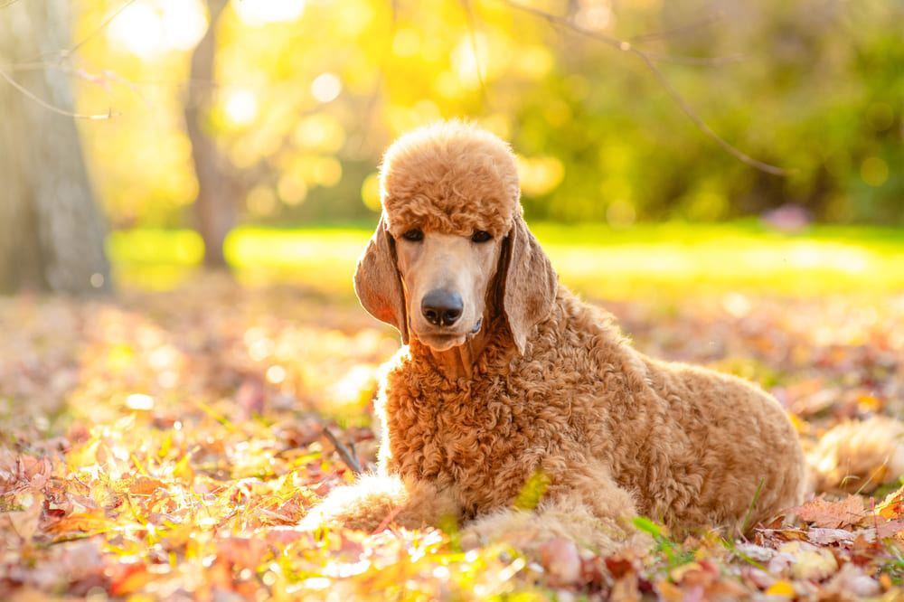 Владельцу важно знать, сколько по времени длится беременность у пуделя