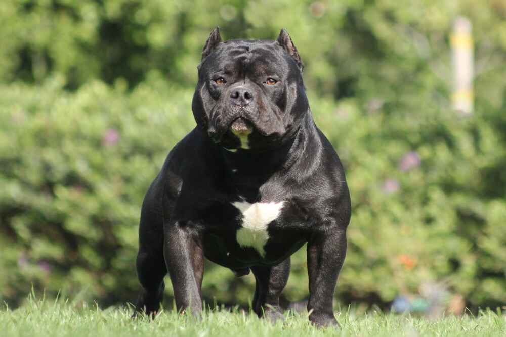 Американских булли вычесывают еженедельно