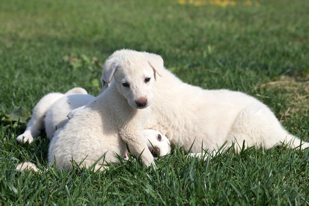 Особенности кормления турецкого акбаша