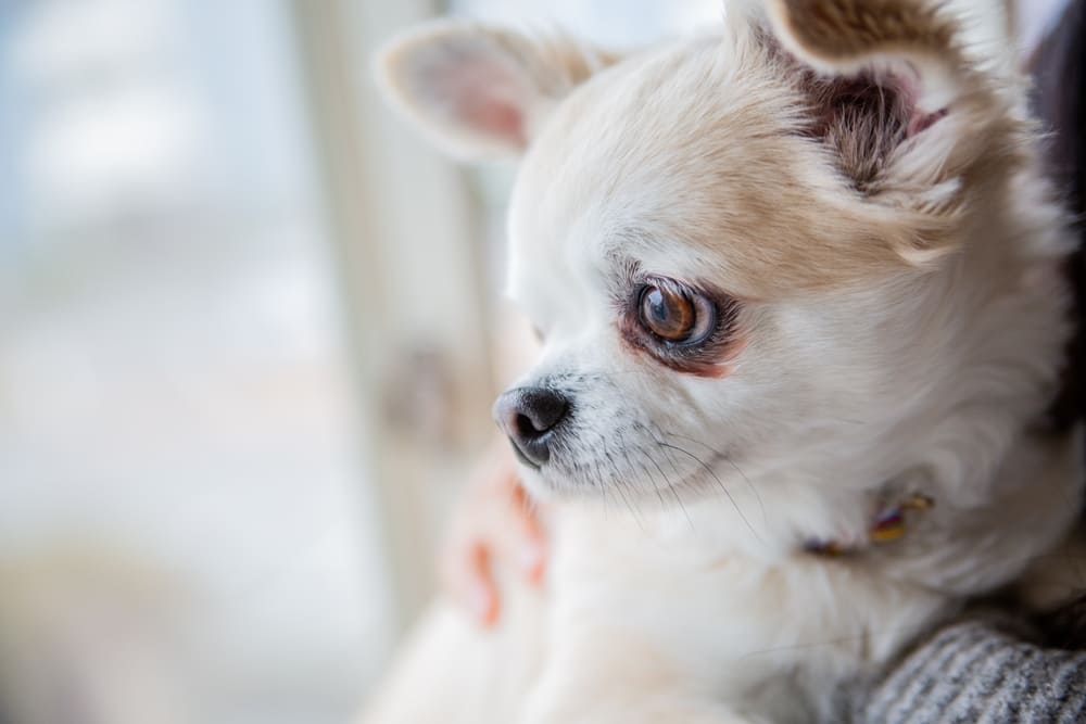 Вязать чихуахуа нужно во время течки