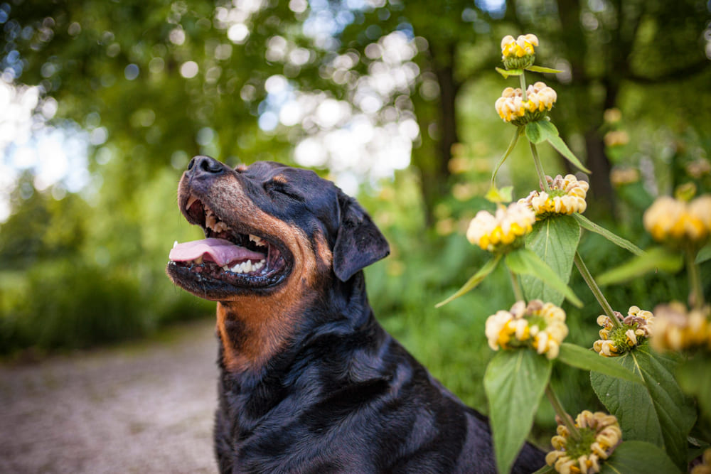 Сколько проживет ротвейлер?