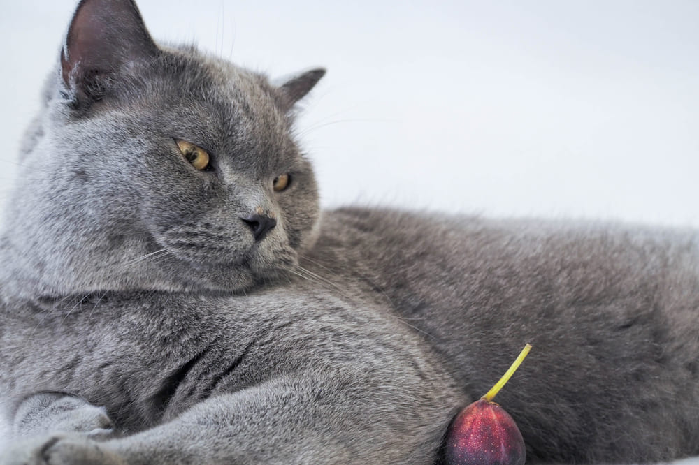 Можно ли кошке давать инжир?