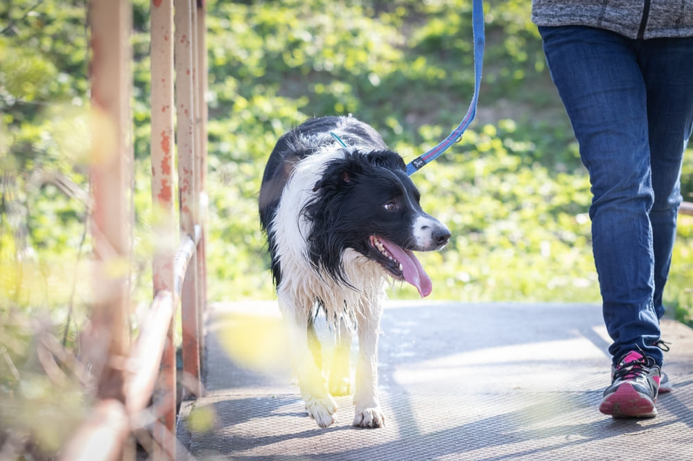 Генетические мутации могут сократить продолжительность жизни бордер-колли