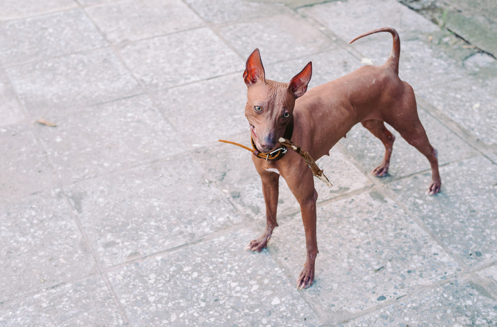 Ксолоитцкуинтли отличается самостоятельностью