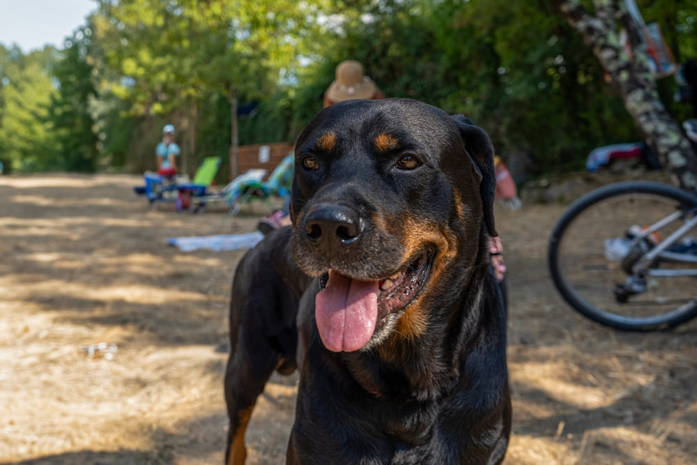 Во время течки у ротвейлера могут возникнуть нарушения