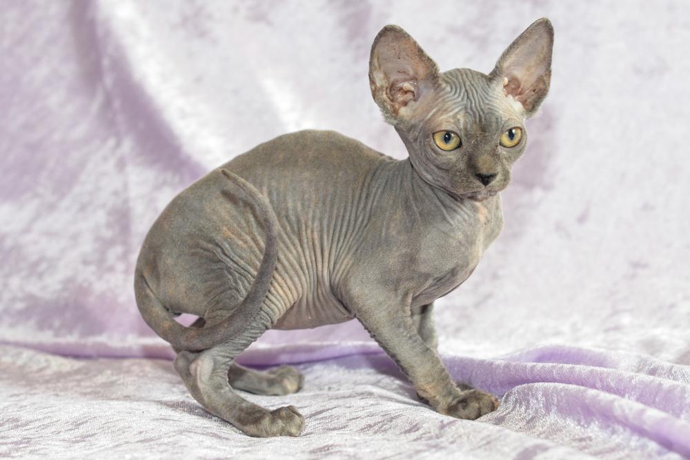 Черепаховые окрасы сфинксов: голубой Черепаховые окрасы сфинксов: голубой