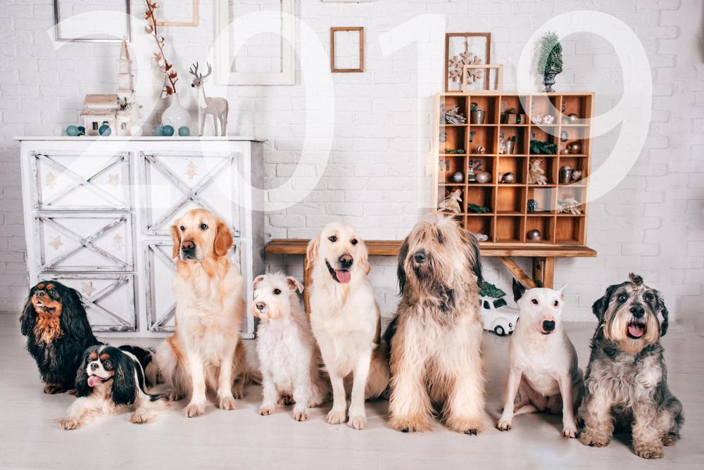 Описание метода канистерапии собаками Описание метода канистерапии собаками