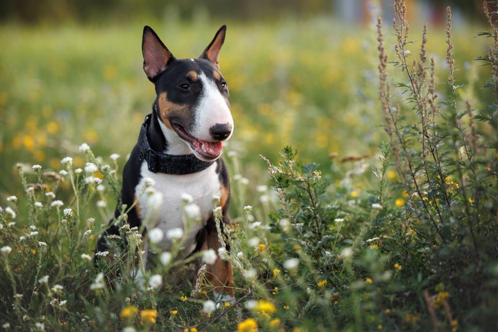 Злой ли характер у бультерьера?