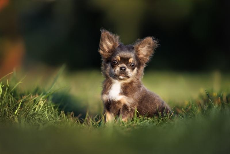 Как проявляется аллергия на чихуахуа?