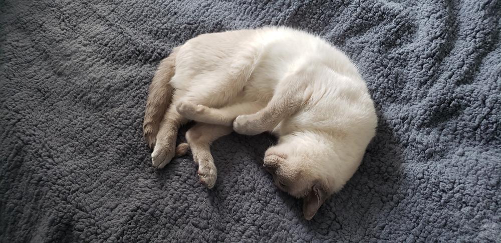 Возможные болезни тонкинской кошки