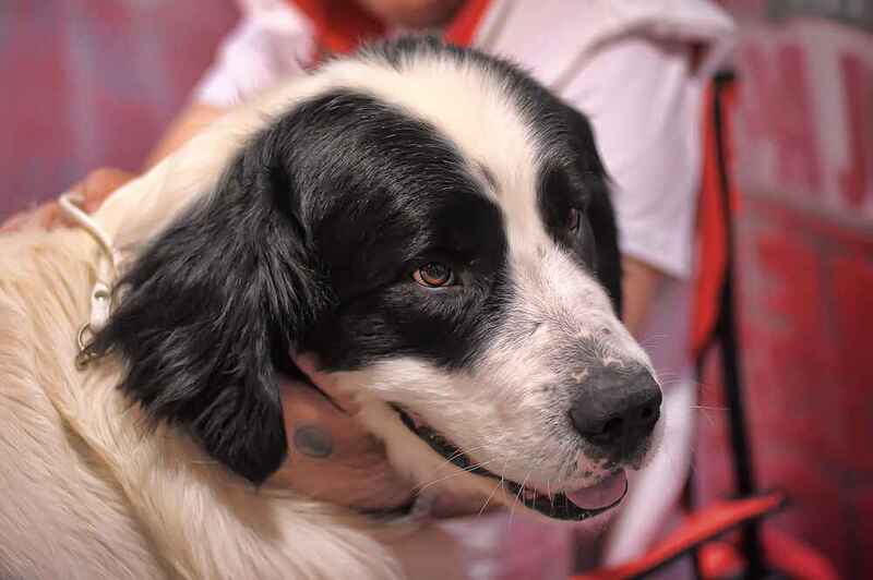 Пиренейский мастиф на фото