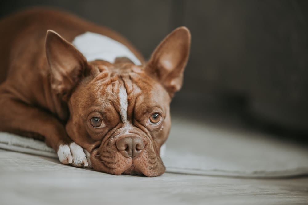 Болезни влияют на то, сколько проживет бостон-терьер