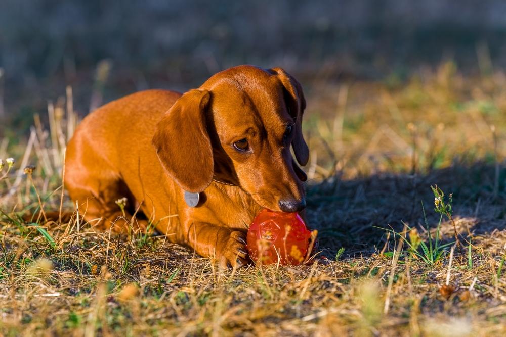 Обучение таксы командам
