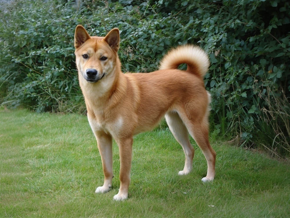 Корейский чиндо имеет хороший охранный инстинкт