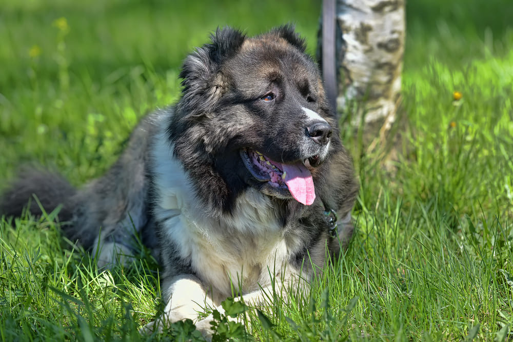 То, сколько весит на данный момент кавказская овчарка, зависит от различных причин