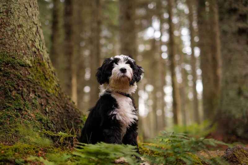 Фотография милого тибетского терьера
