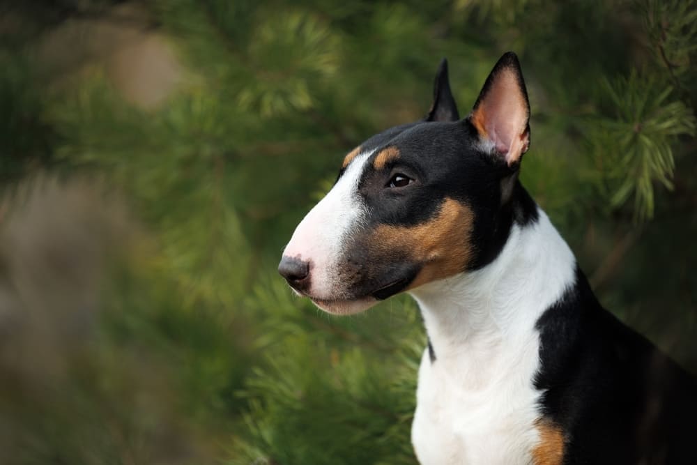 В разведении бультерьеры участвуют с 1,5 лет